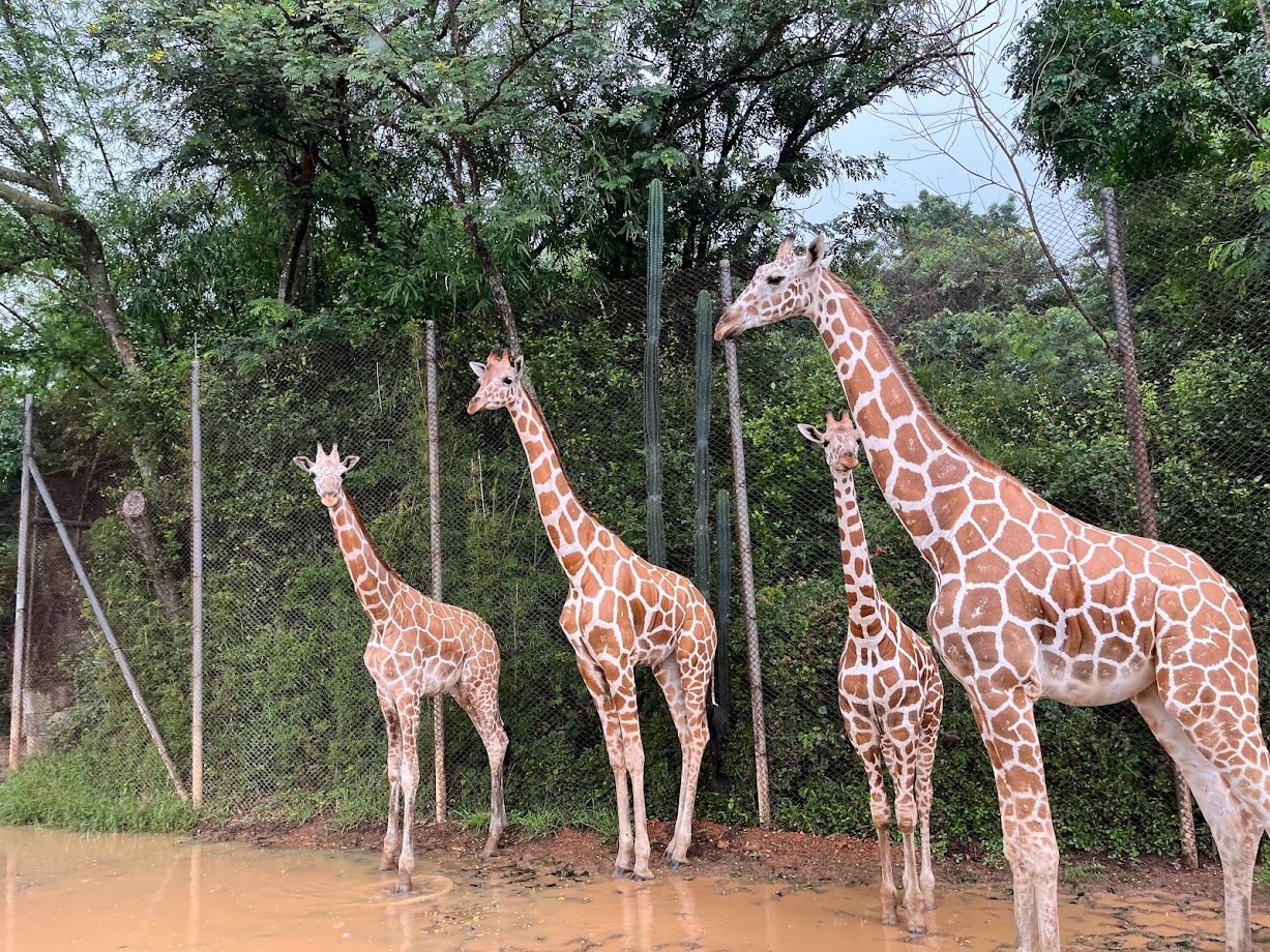 精選泰國兩大必到動物園推介