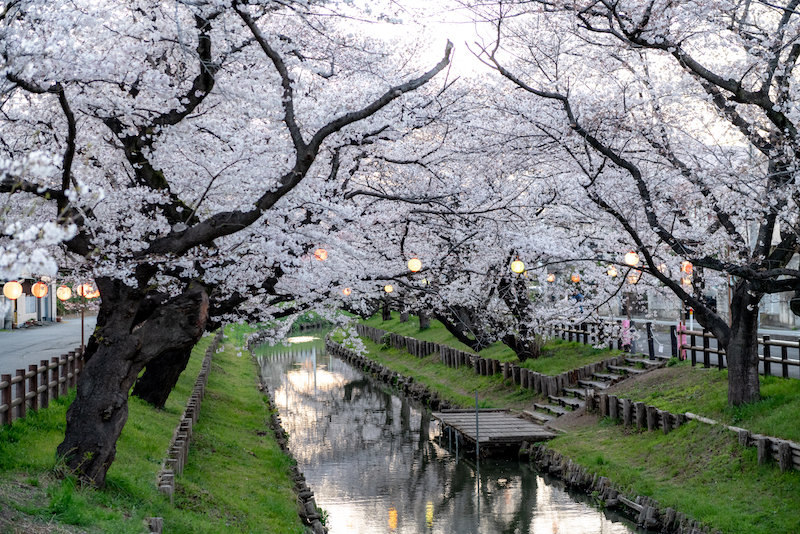 精選2023年6大日本東京、大阪出發賞櫻一日遊