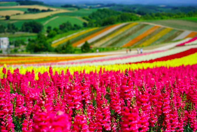 北海道親子好去處